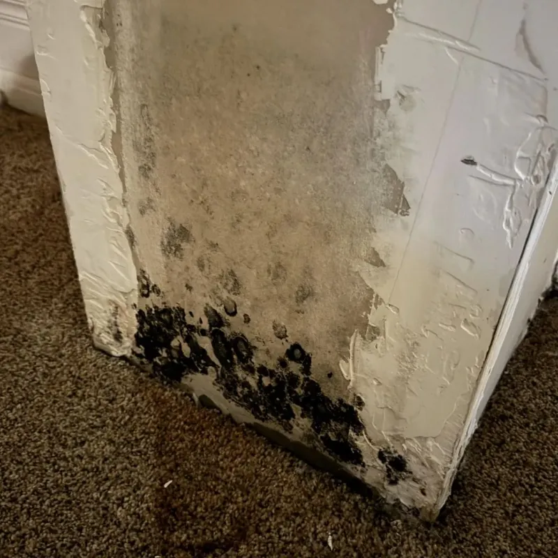 Professional Mold Removal in Cotuit, MA